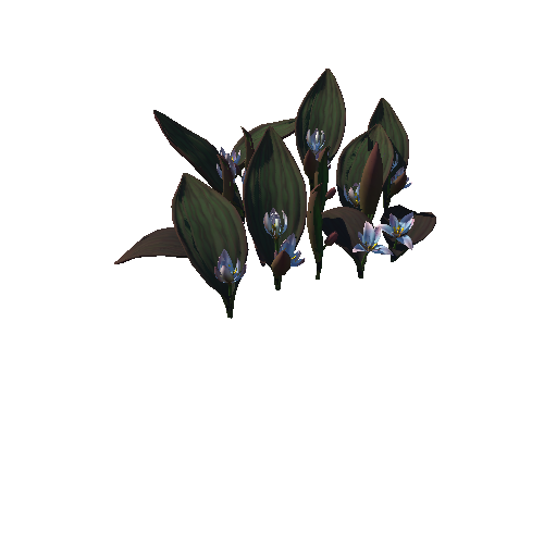Flower_Tulipa regelii4_1
